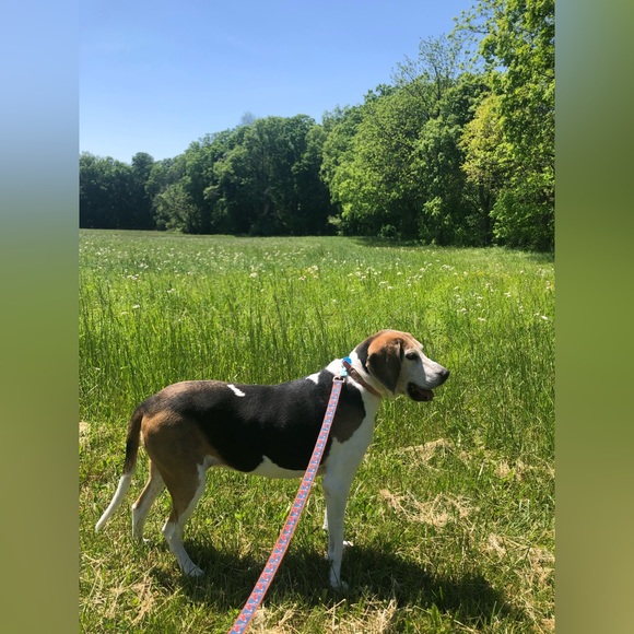 Treeing walker coonhound explained - Picture 10 of 15